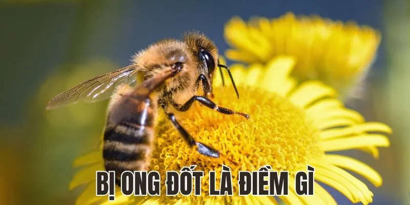 Bị Ong Đốt Là Điềm Gì