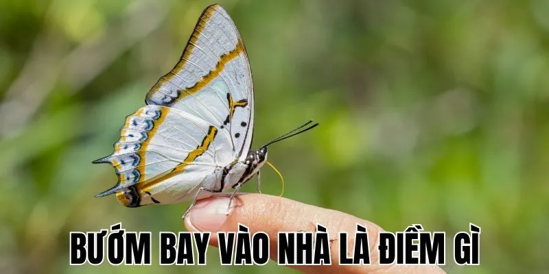buom-bay-vao-nha-la-diem-gi