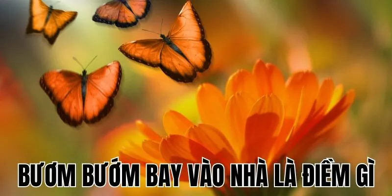 Bươm Bướm Bay Vào Nhà Là Điềm Gì