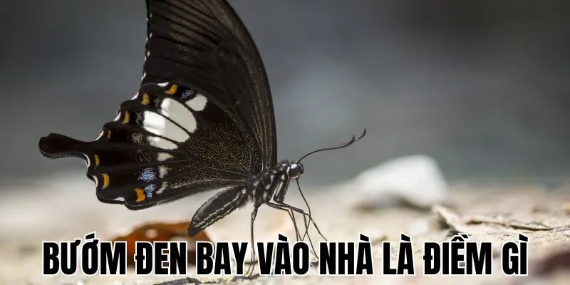 buom-den-bay-vao-nha-la-diem-gi