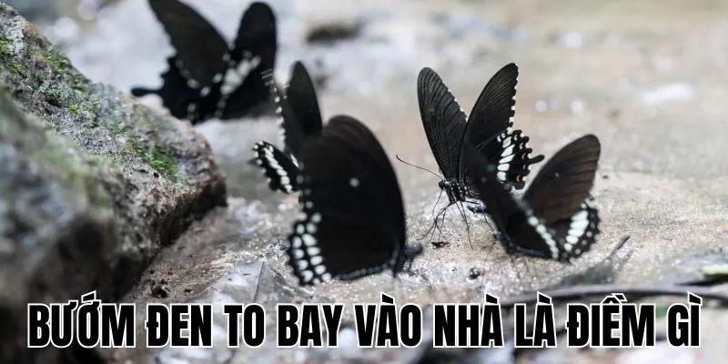 Bướm Đen To Bay Vào Nhà Là Điềm Gì