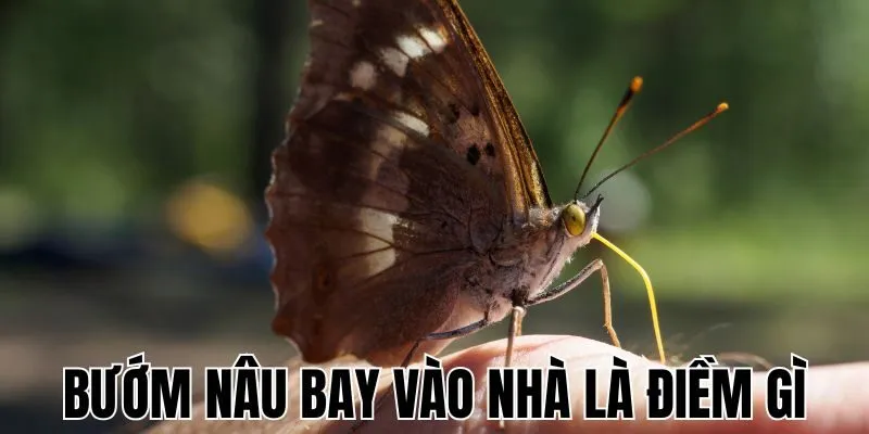 buom-nau-bay-vao-nha-la-diem-gi