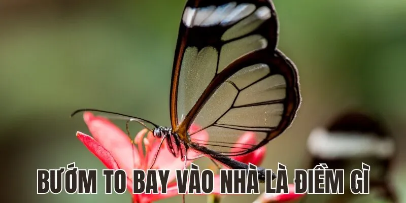 Bướm To Bay Vào Nhà Là Điềm Gì