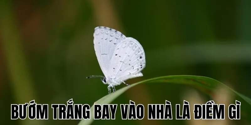 Bướm Trắng Bay Vào Nhà Là Điềm Gì