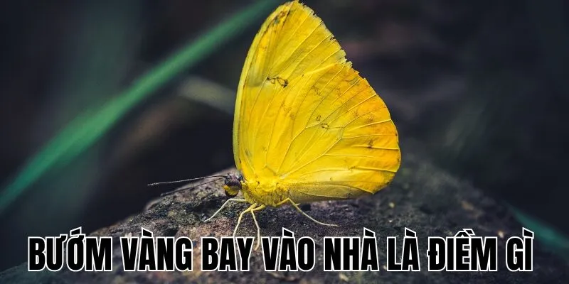 Bướm Vàng Bay Vào Nhà Là Điềm Gì