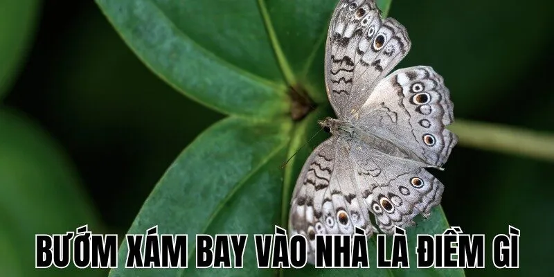 buom-xam-bay-vao-nha-la-diem-gi