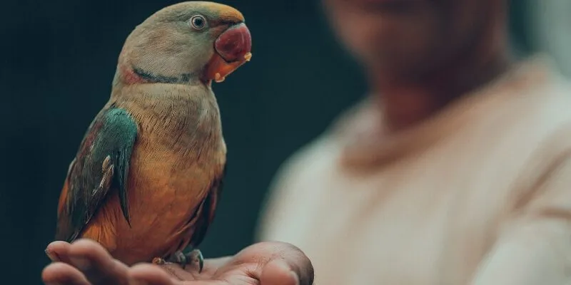 Các loài chim mang điềm báo không may