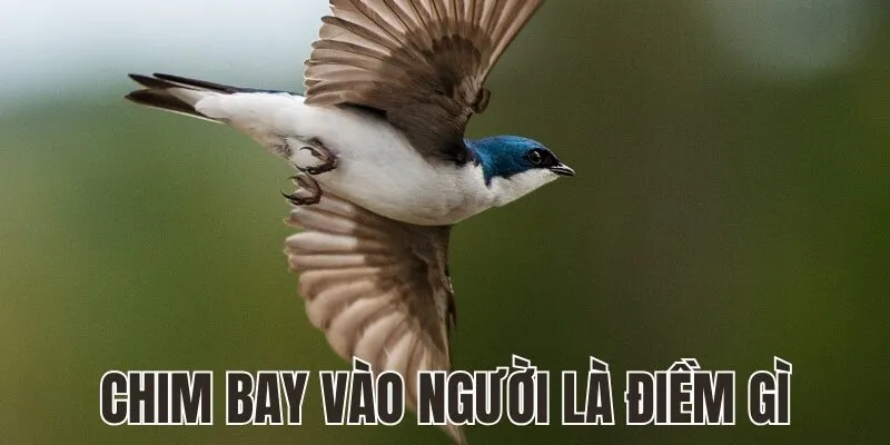 Chim Bay Vào Người Là Điềm Gì