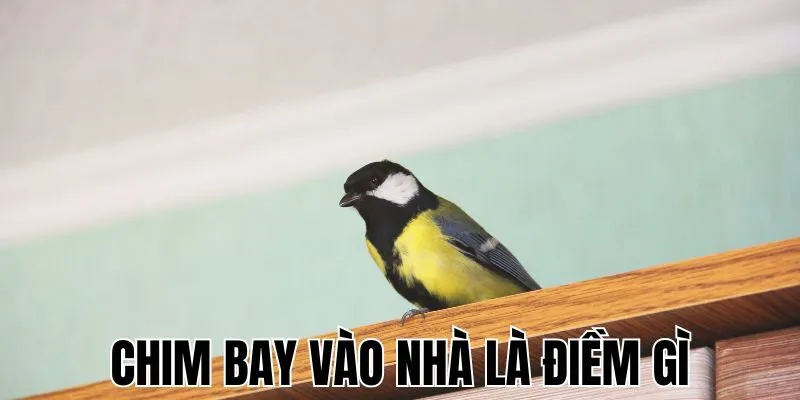 chim-bay-vao-nha-la-diem-gi