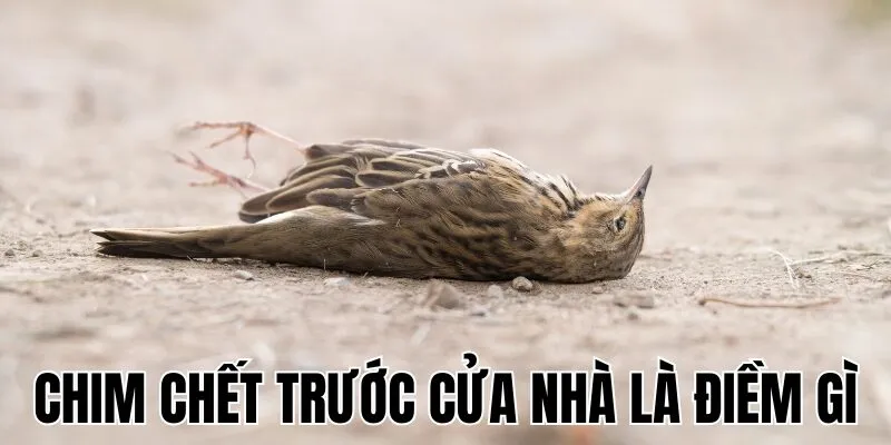 Chim Chết Trước Cửa Nhà Là Điềm Gì