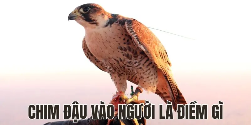 Chim Đậu Vào Người Là Điềm Gì