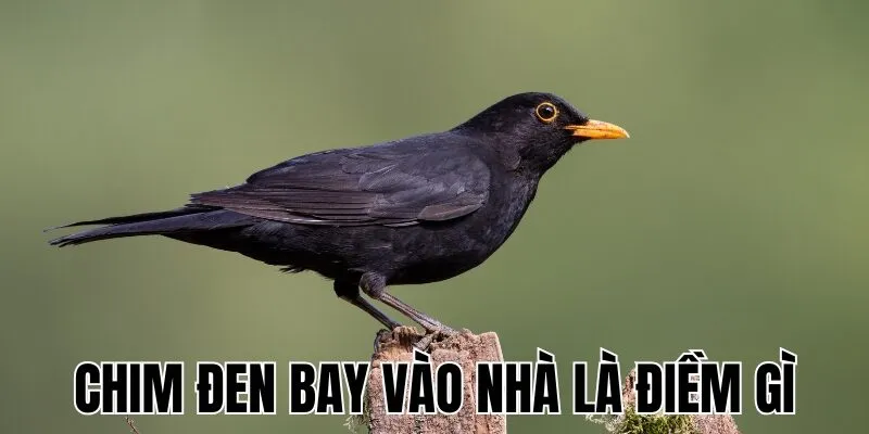 Chim Đen Bay Vào Nhà Là Điềm Gì
