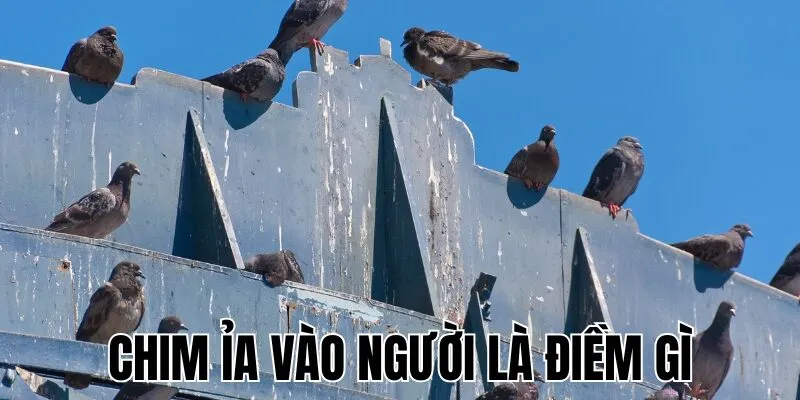 Chim Ỉa Vào Người Là Điềm Gì