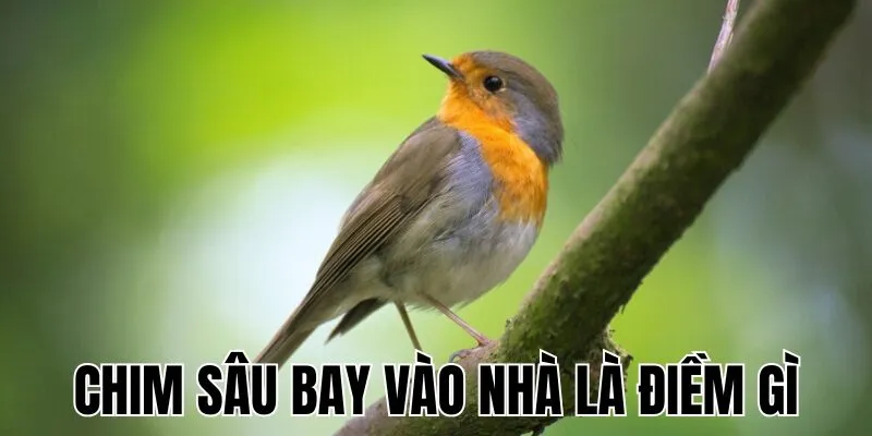 Chim Sâu Bay Vào Nhà Là Điềm Gì