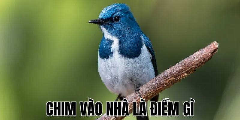chim-vao-nha-la-diem-gi