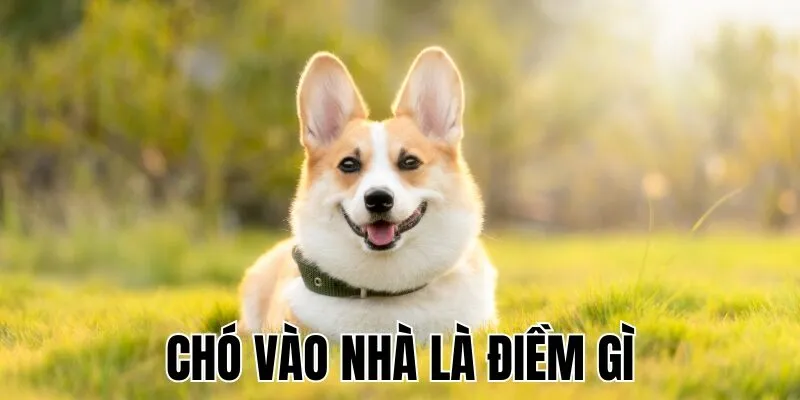 Chó Vào Nhà Là Điềm Gì