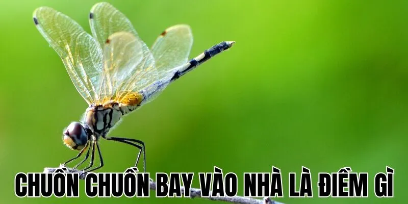 Chuồn Chuồn Bay Vào Nhà Là Điềm Gì