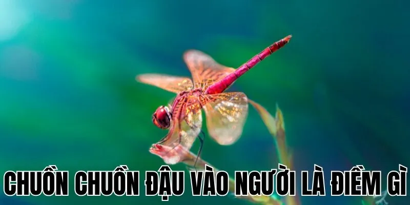 Chuồn Chuồn Đậu Vào Người Là Điềm Gì