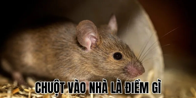 Chuột Vào Nhà Là Điềm Gì