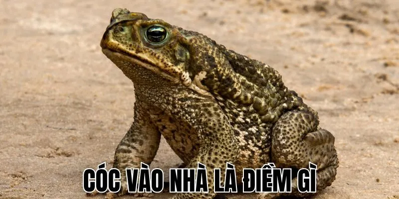 coc-vao-nha-la-diem-gi