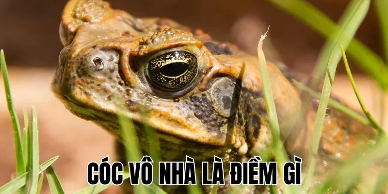 Cóc Vô Nhà Là Điềm Gì