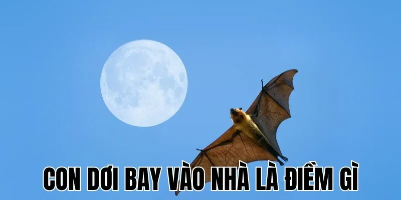 Con Dơi Bay Vào Nhà Là Điềm Gì