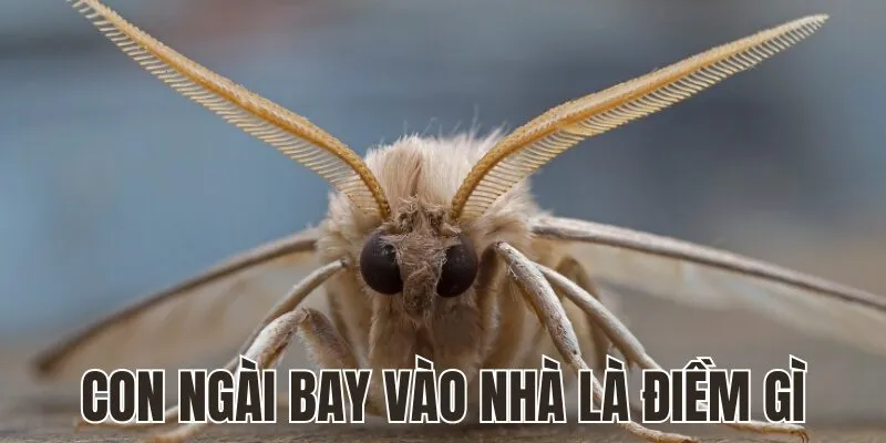 Con Ngài Bay Vào Nhà Là Điềm Gì