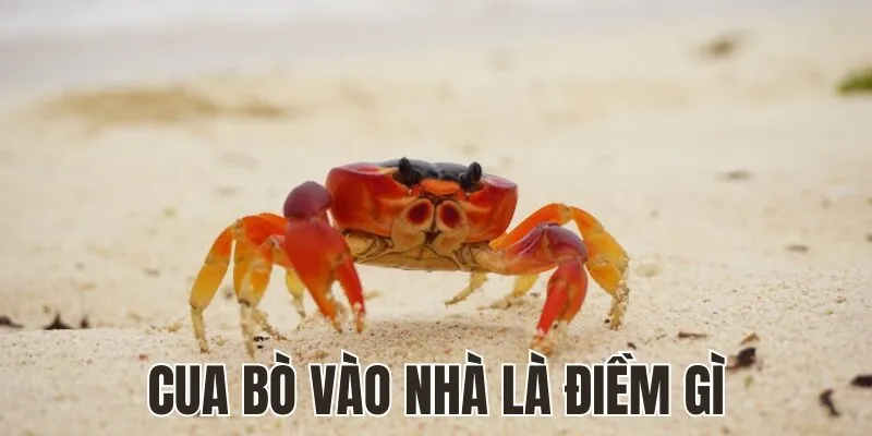 Cua Bò Vào Nhà Là Điềm Gì