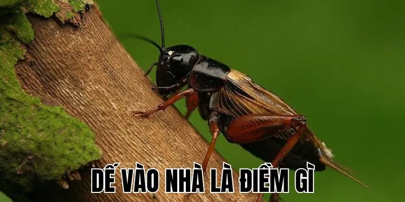 Dế Vào Nhà Là Điềm Gì