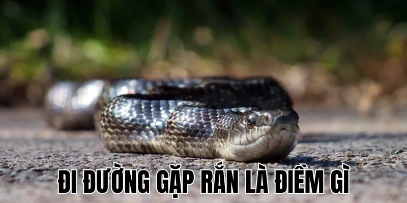 Đi Đường Gặp Rắn Là Điềm Gì