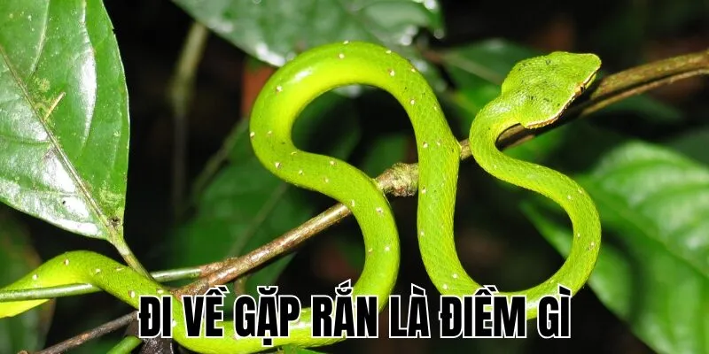 Đi Về Gặp Rắn Là Điềm Gì