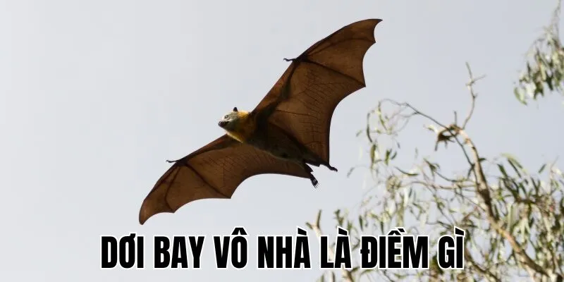 Dơi Bay Vô Nhà Là Điềm Gì