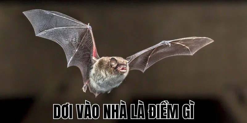 Dơi Vào Nhà Là Điềm Gì