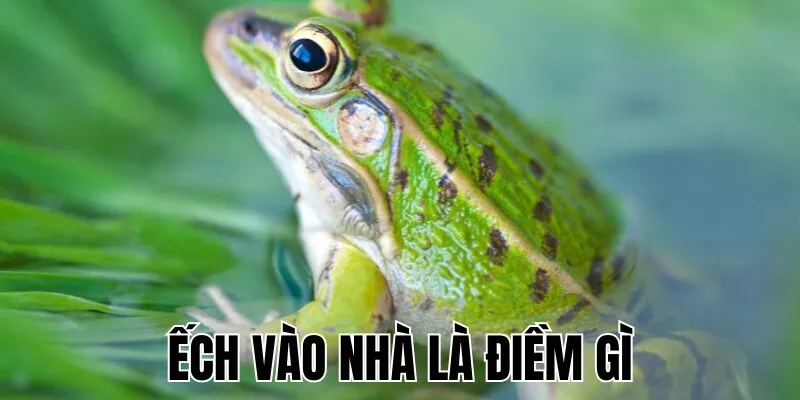 Ếch Vào Nhà Là Điềm Gì