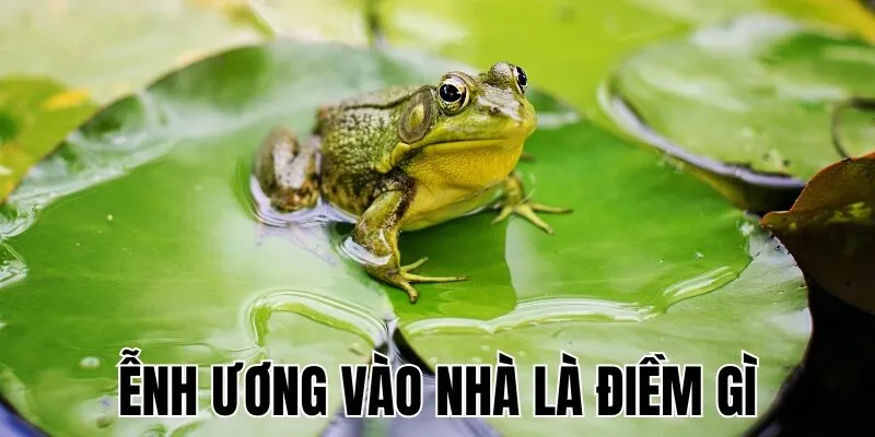 Ễnh Ương Vào Nhà Là Điềm Gì