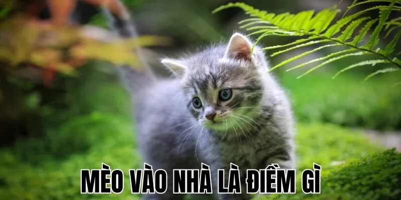 meo-vao-nha-la-diem-gi
