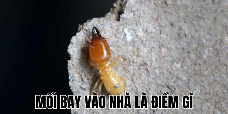 Mối Bay Vào Nhà Là Điềm Gì
