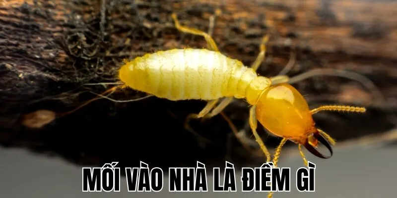 Mối Vào Nhà Là Điềm Gì