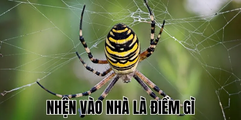 Nhện Vào Nhà Là Điềm Gì