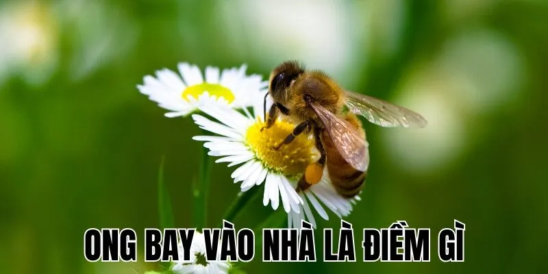 Ong Bay Vào Nhà Là Điềm Gì