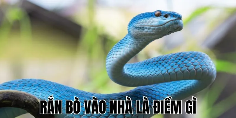 ran-bo-vao-nha-la-diem-gi