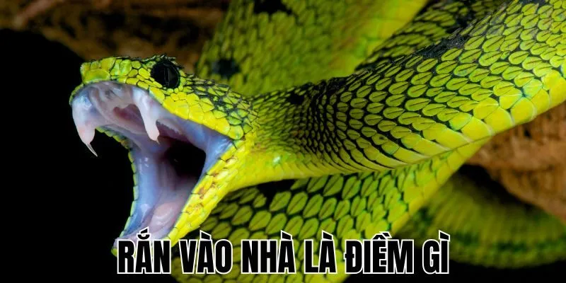 ran-vao-nha-la-diem-gi