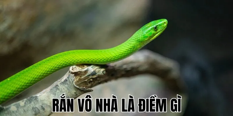 Rắn Vô Nhà Là Điềm Gì