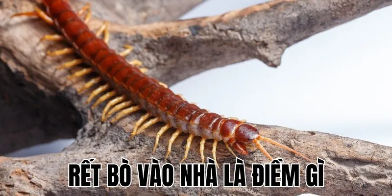 Rết Bò Vào Nhà Là Điềm Gì