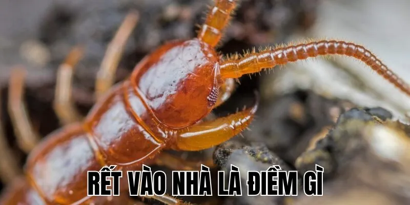 Rết Vào Nhà Là Điềm Gì