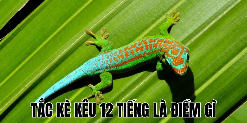 Tắc Kè Kêu 12 Tiếng Là Điềm Gì