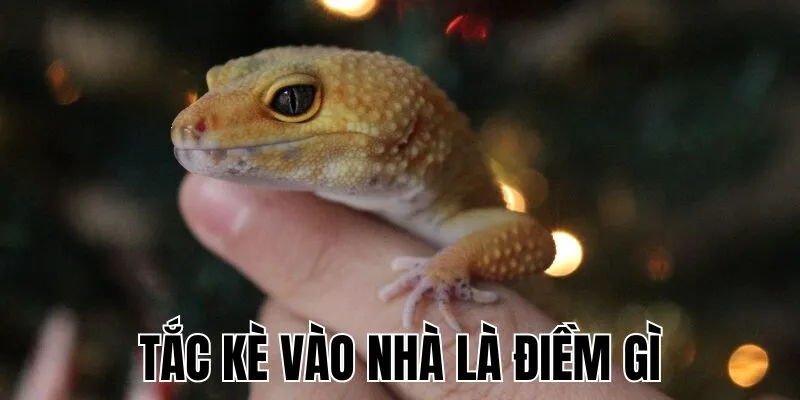 Tắc Kè Vào Nhà Là Điềm Gì
