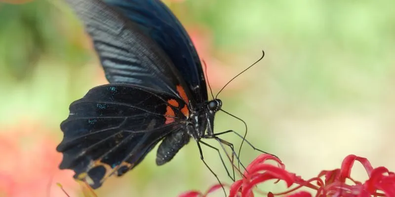 thoi-diem-buom-den-xuat-hien